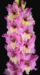 Гладиолус Солнце в Сирени - Сезон у Дачи