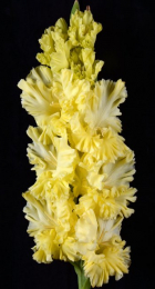 Гладиолус Страна Лимония - Сезон у Дачи