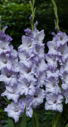 Гладиолус Свит Блю (Волжский Сад) - Сезон у Дачи