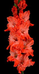 Гладиолус Усатый-полосатый - Сезон у Дачи