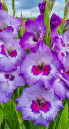 Гладиолус Виста - Сезон у Дачи