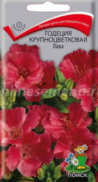 Годеция Лава крупноцветковая (Поиск) - Сезон у Дачи