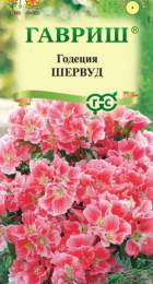 Годеция Шервуд (Гавриш) - Сезон у Дачи