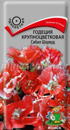 Годеция Сибил Шервуд крупноцветковая (Поиск) - Сезон у Дачи
