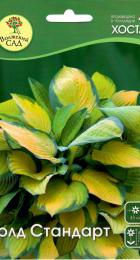 Хоста Голд Стандарт гибридная 1шт. - Сезон у Дачи