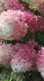 Гортензия метельчатая Долли (горшок 7л) - Сезон у Дачи