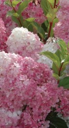 Гортензия метельчатая Энджелс Блаш (СУ) - Сезон у Дачи
