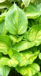 Хоста Аэромакулата - Сезон у Дачи