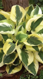 Хоста Брим Кап (SM) 1шт. - Сезон у Дачи