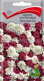 Иберис зонтичный Гранатовый лед (Поиск) - Сезон у Дачи