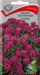 Иберис зонтичный Вспышка (Поиск) - Сезон у Дачи