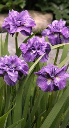 Ирис Империал Опал (1 шт) - Сезон у Дачи