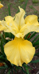 Ирис Кисс зе Гёрл (1 шт) - Сезон у Дачи