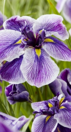 Ирис Сандаэ (1 шт) - Сезон у Дачи