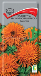 Календула Ириска Оранжевая низкорослая (Поиск) - Сезон у Дачи