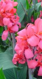 Канна Кримсон Бьюти (1шт) (Волжский Сад) - Сезон у Дачи