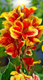 Канна Рейн (Королева) Шарлотт (1шт) (Волжский Сад) - Сезон у Дачи