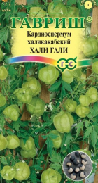 Кардиоспермум халикакабский Хали-Гали (Гавриш) - Сезон у Дачи