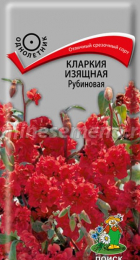 Кларкия изящная Рубиновая (Поиск) - Сезон у Дачи