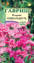 Кларкия Наша радость (Гавриш) - Сезон у Дачи