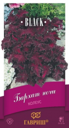 Колеус Бархат ночи (Гавриш) - Сезон у Дачи