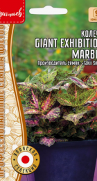 Колеус Giant Exhibition Marble (ИП Григорьев) - Сезон у Дачи