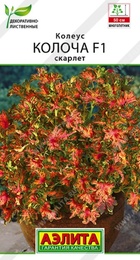 Колеус Колоча F1 Скарлет (Аэлита) - Сезон у Дачи
