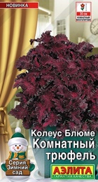 Колеус Комнатный трюфель (Аэлита) - Сезон у Дачи