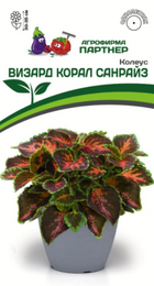 Колеус Визард Корал Санрайз (Партнер) - Сезон у Дачи