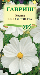 Космея Белая соната (Гавриш) - Сезон у Дачи
