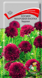 Космея Махровая кнопка Бордовая (Поиск) - Сезон у Дачи