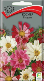 Космея Ракушка (Поиск) - Сезон у Дачи