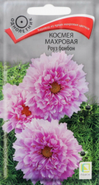 Космея Роуз Бонбон махровая (Поиск) - Сезон у Дачи