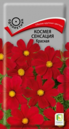 Космея Сенсация Красная (Поиск) - Сезон у Дачи