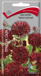 Василек Красный  Карлик - Сезон у Дачи