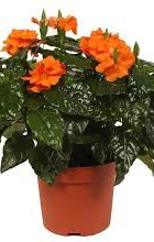 Кроссандра рассада - Сезон у Дачи