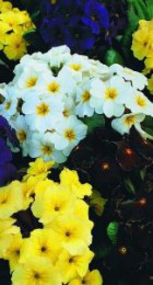 Примула крупноцветная смесь - Сезон у Дачи
