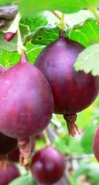 Крыжовник Куйбышевский - Сезон у Дачи