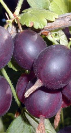 Крыжовник слабошиповатый Командор - Сезон у Дачи