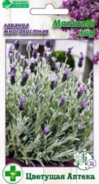 Лаванда многолистная Мятный Лед (Евросемена) - Сезон у Дачи