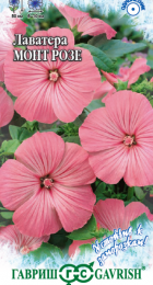 Лаватера Монт Розе (Гавриш) - Сезон у Дачи
