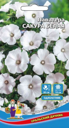 Лаватера Сакура белая (УД) - Сезон у Дачи