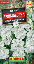 Левкой карликовый Дюймовочка белый (Аэлита) - Сезон у Дачи