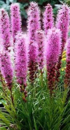 Лиатрис Флористан Виолетт (1 шт) - Сезон у Дачи