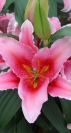 Лилия Аспирейшн восточный гибрид (КЛ) - Сезон у Дачи