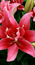 Лилия Дабл Леди азиатская махровая - Сезон у Дачи