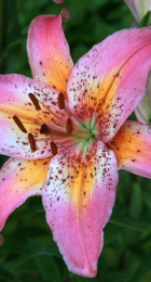 Лилия Фанси Дэнс азиатская - Сезон у Дачи