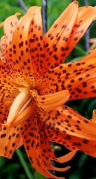 Лилия Флора Плена (тигровая махровая) - Сезон у Дачи