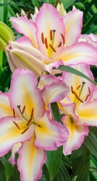 Лилия Капитан Триколор (ВГ) - Сезон у Дачи