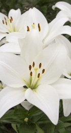 Лилия Кент ЛА-гибрид - Сезон у Дачи